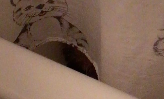 #mainecoon #cat #pets #catburglar #irishcat #swisscat #scottishcat #britishcat… img