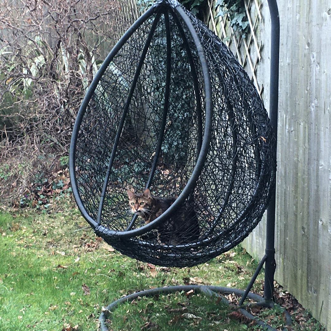 I have claimed the egg chair #catsofinstagram #cat #bengal #bengalcat #