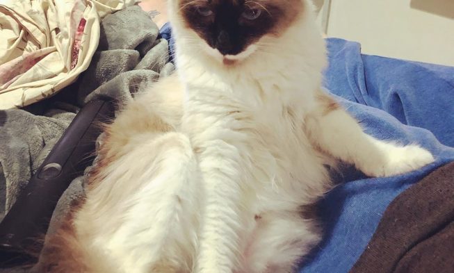lookin flirty af delighted #caturday !
.
.
.
.
.
.
.
.
.
.
#cat #cats #animals #catsof… img