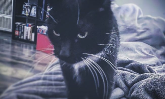 Attempting to uncover my location for the 50th time #cats_of_instagram #catlover #catlovers… img