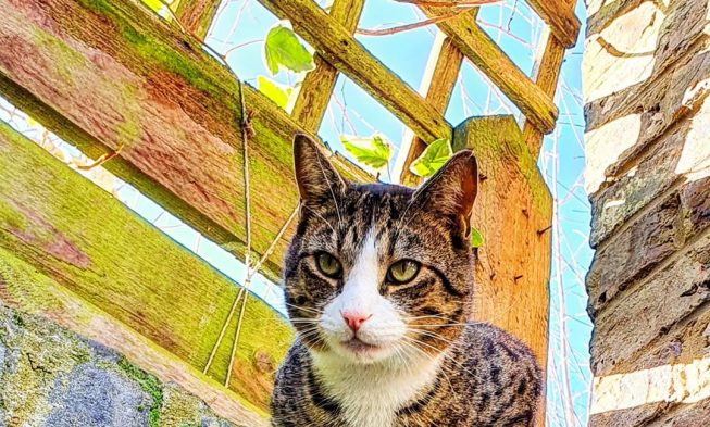#like #enjoyable #Cats #like the #cute #gorgeous #george and #mildred they are a bless… img