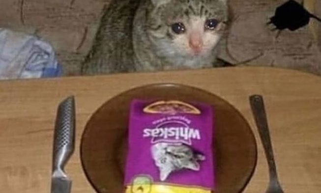 Adhere to @cat_.memes_._ for a lot more stupid information
Credit history @unfortunate_cat_bois .
.
.
.
.
.
… img