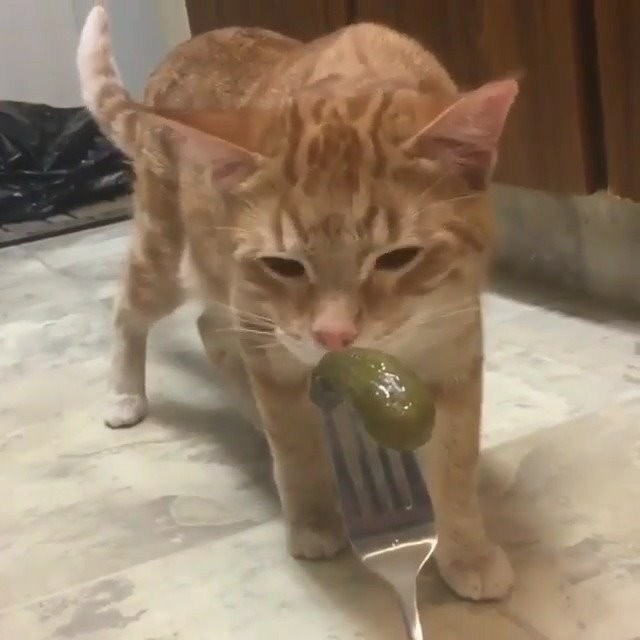 “Dill pickle throat tickle ”
Tag 3 friends who are cat lovers!
.
Follow @the.a… img