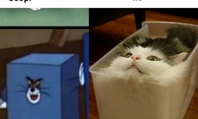 My cat reported “adhere to @welovechonkycats simply because i instructed u to” .
.
.
.
#catmeme #cat… img