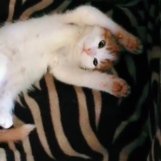 uwu - #cat #catmemes #catschile #instachile #funnycatsofinstagram #