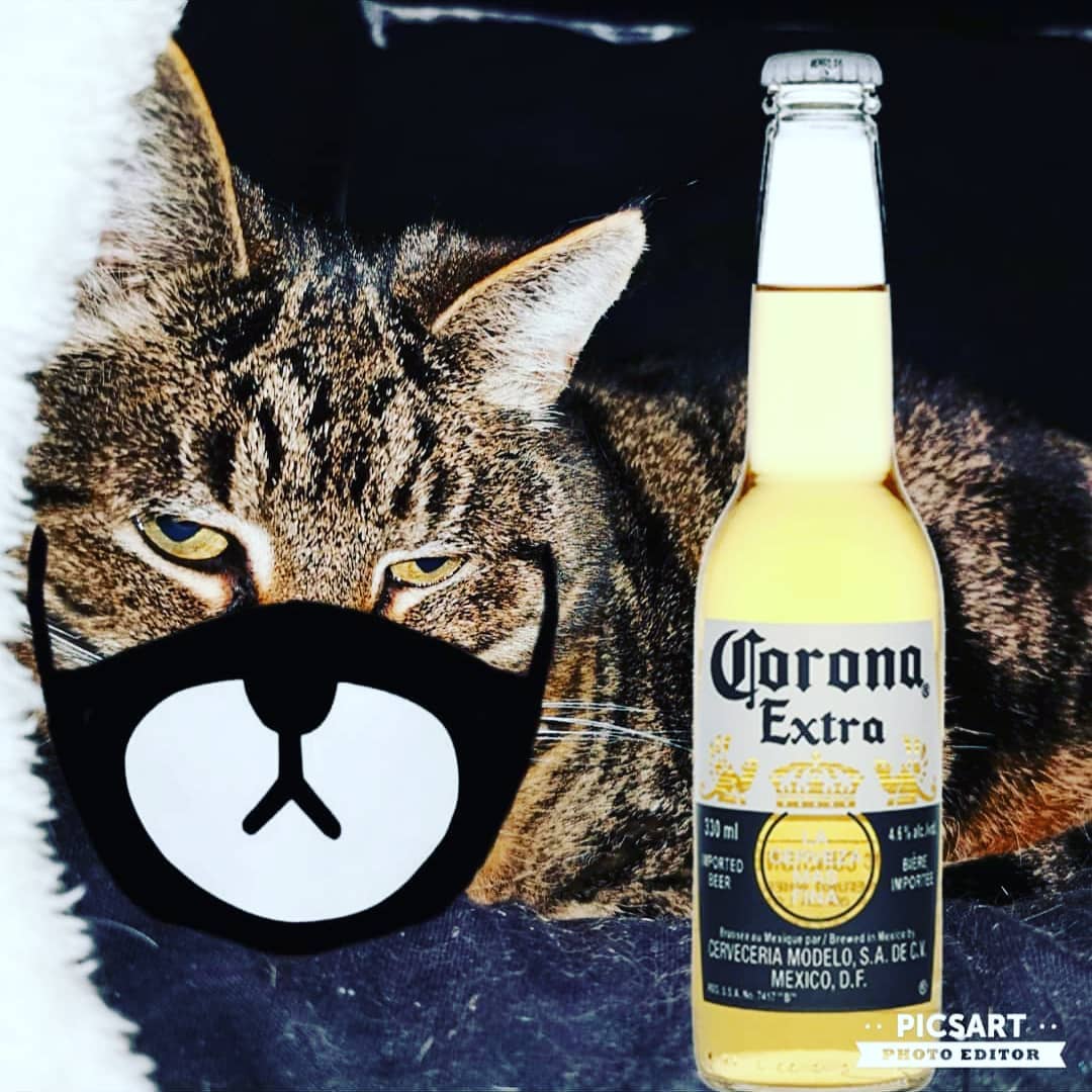 @catmemes.only #catmemes @petsitter.alara @corona ...