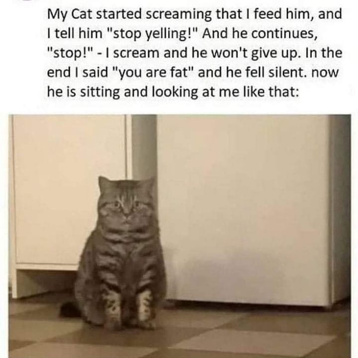 Instantly apologize to him 
.
#catmemes #funnycat #catsofworld #7catdays #club…