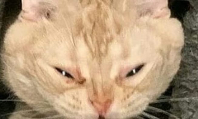 Vampire
#cats #cat #catmemes #memes #memesdaily #catsofinstagram #humorous #laugh … img