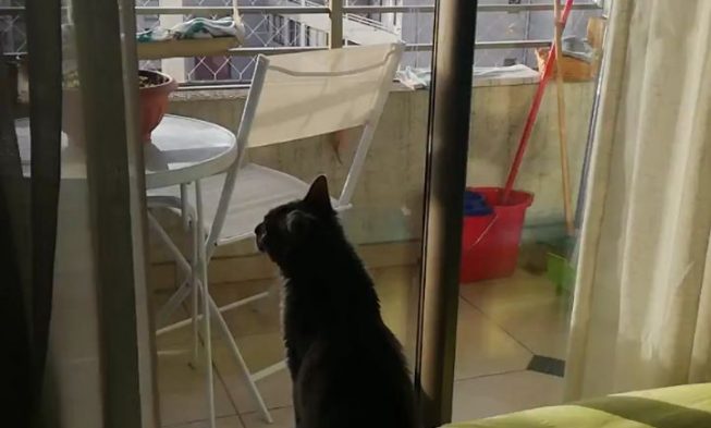Whoops!
#cat #catsofinstagram #catvideo #catmemes #catvideosofinstagram #catsca… img
