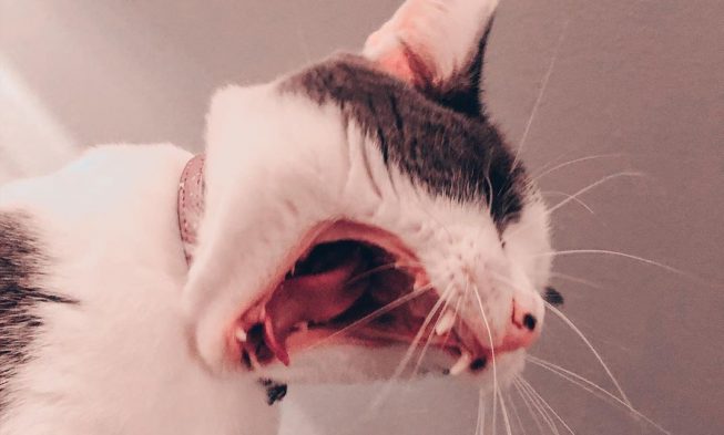 It’s weekend yayyyyyy! #cat #catoftheday #catception #catmemes #funny #weekendvi… img