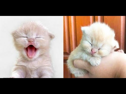 Baby cats-cute and funny cat videos compilation #3