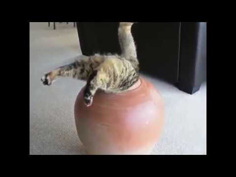 If You Laugh You Lose – Funny Cat Fails