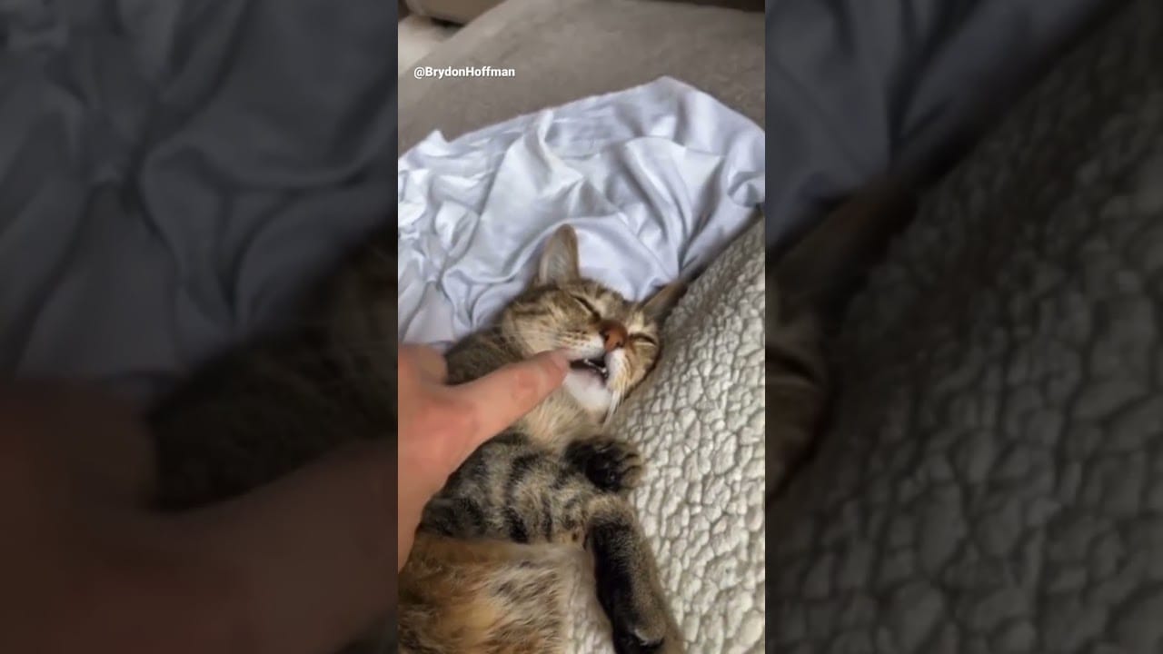 Funny Cat Meme