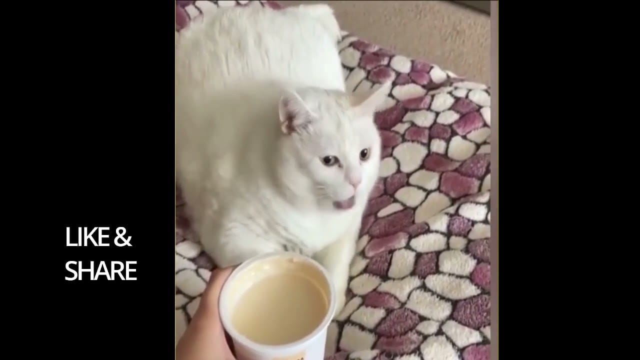 Awesome Cat fails