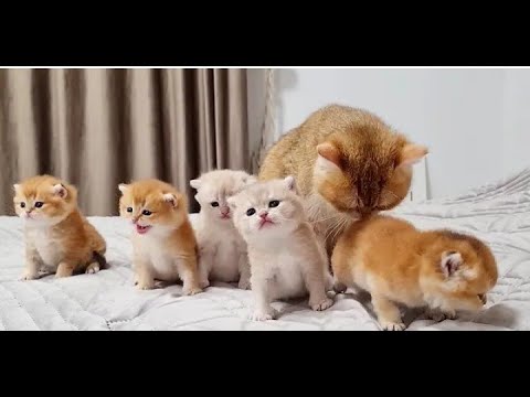 Baby cats- cute and funny cat videos compilation #5