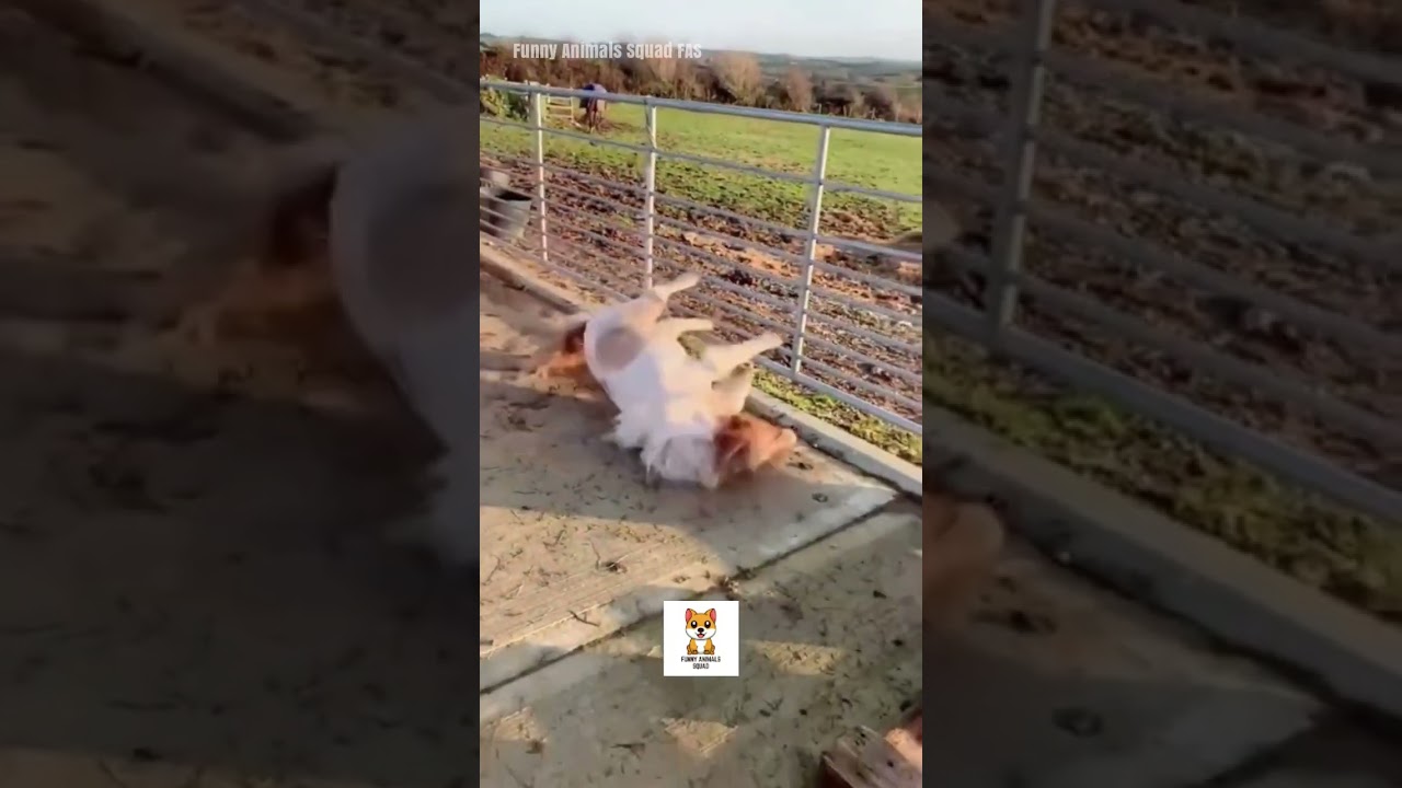 #Crazy Cat Fails Laugh Out Loud #Moments Cutest Puppy Videos – #Adorable Dog Compilation”#Pet Pranks