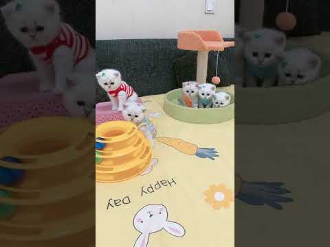 Funny Baby Cats Cute Cute @Animals