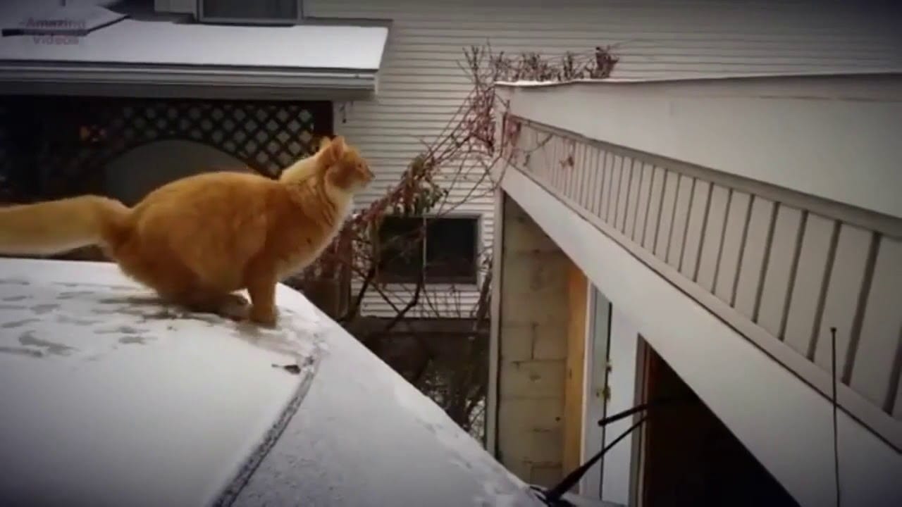 Funny Cat Fail Bounce