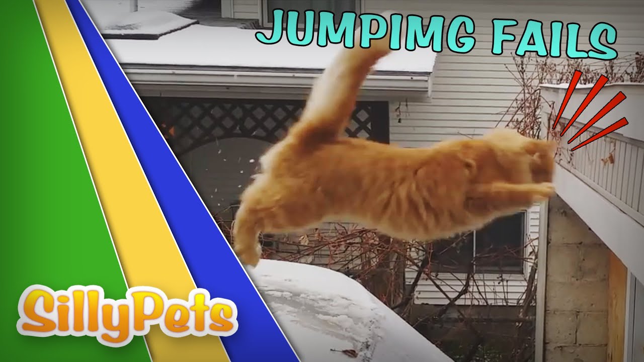 SO FUNNY – JUMPING CATS FAILS COMPILATION!