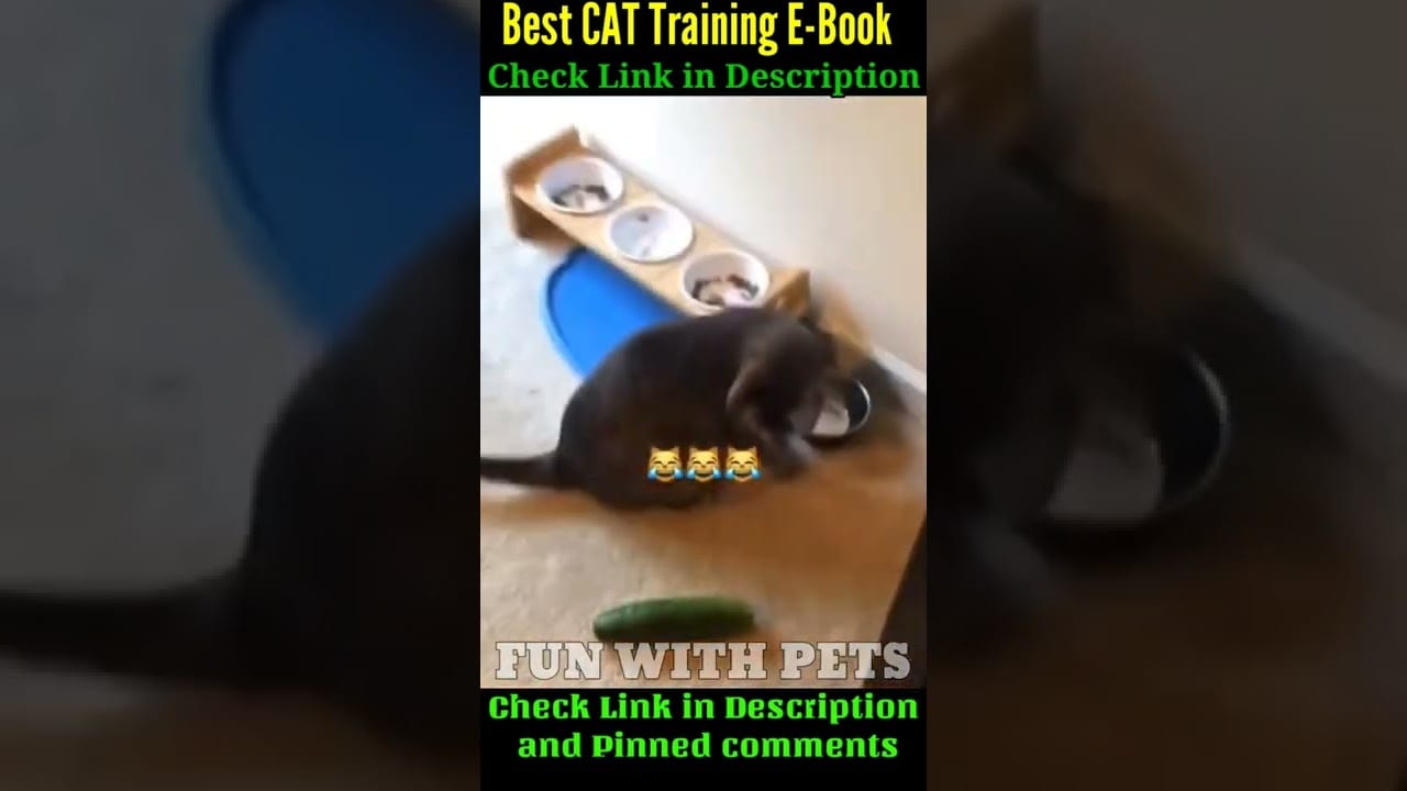 This Cat Scared from a Turtle is SO Funny! #shorts #funwithpets