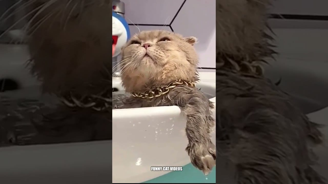 boss cat bathing in the bathtub , funny cat videos