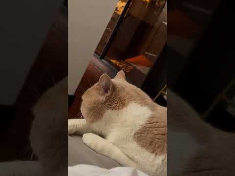 Funny animal fails 2021 new arrivals
