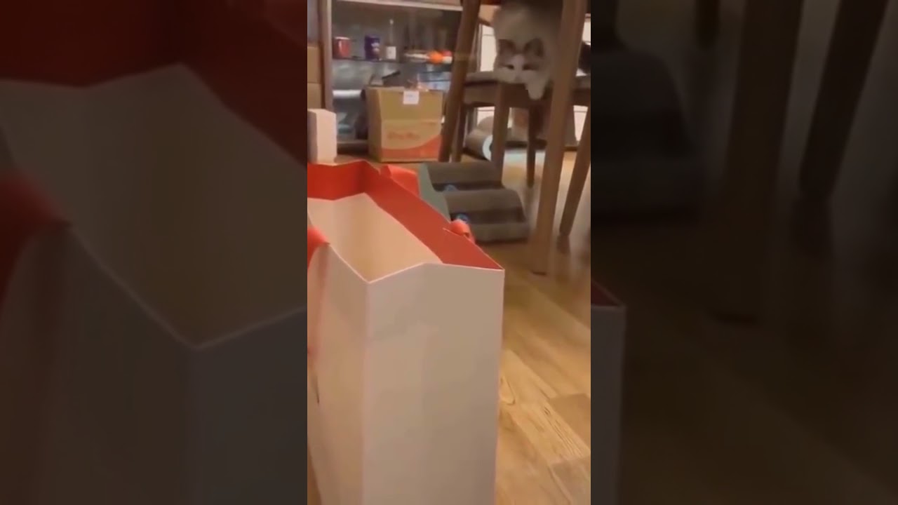 cute funny cat gets in a bag, watch till the end!!
