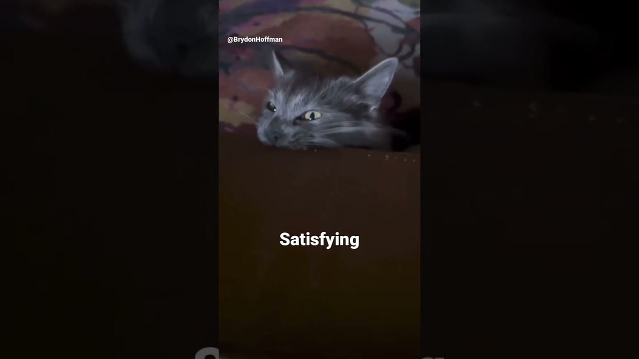 Funny Cat Meme