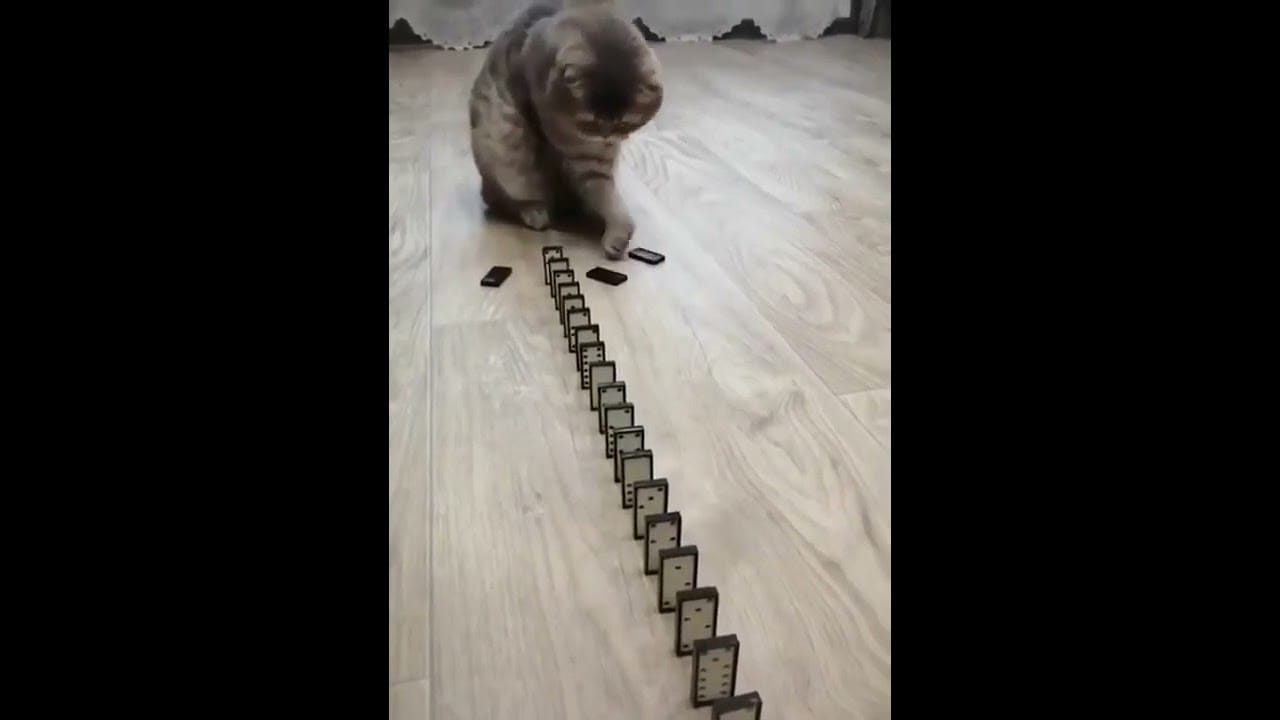 Domino Cat! Cute Cats!! Funny Cats #Shorts