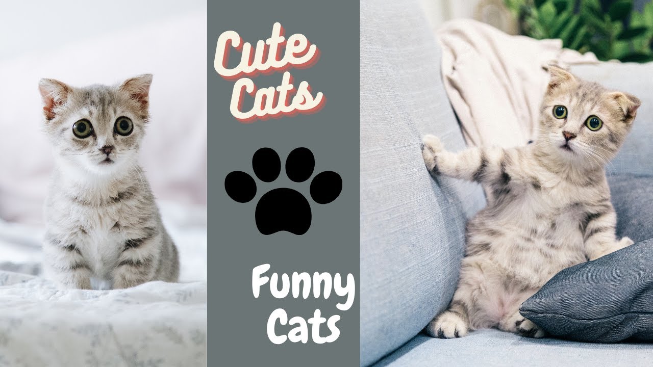 Baby Cats - Cute and Funny Cat Videos | Awesome Pet