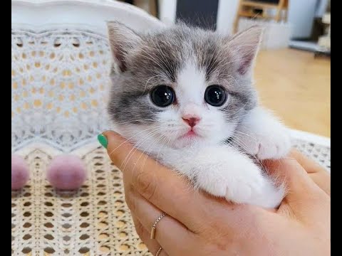 Baby Cats – Cute and Funny Cat Videos Compilation -(Cat Funny Videos )
