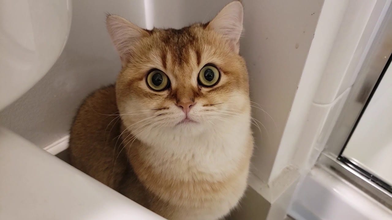 British Shorthair Cat – Teddy – Hide & Seek