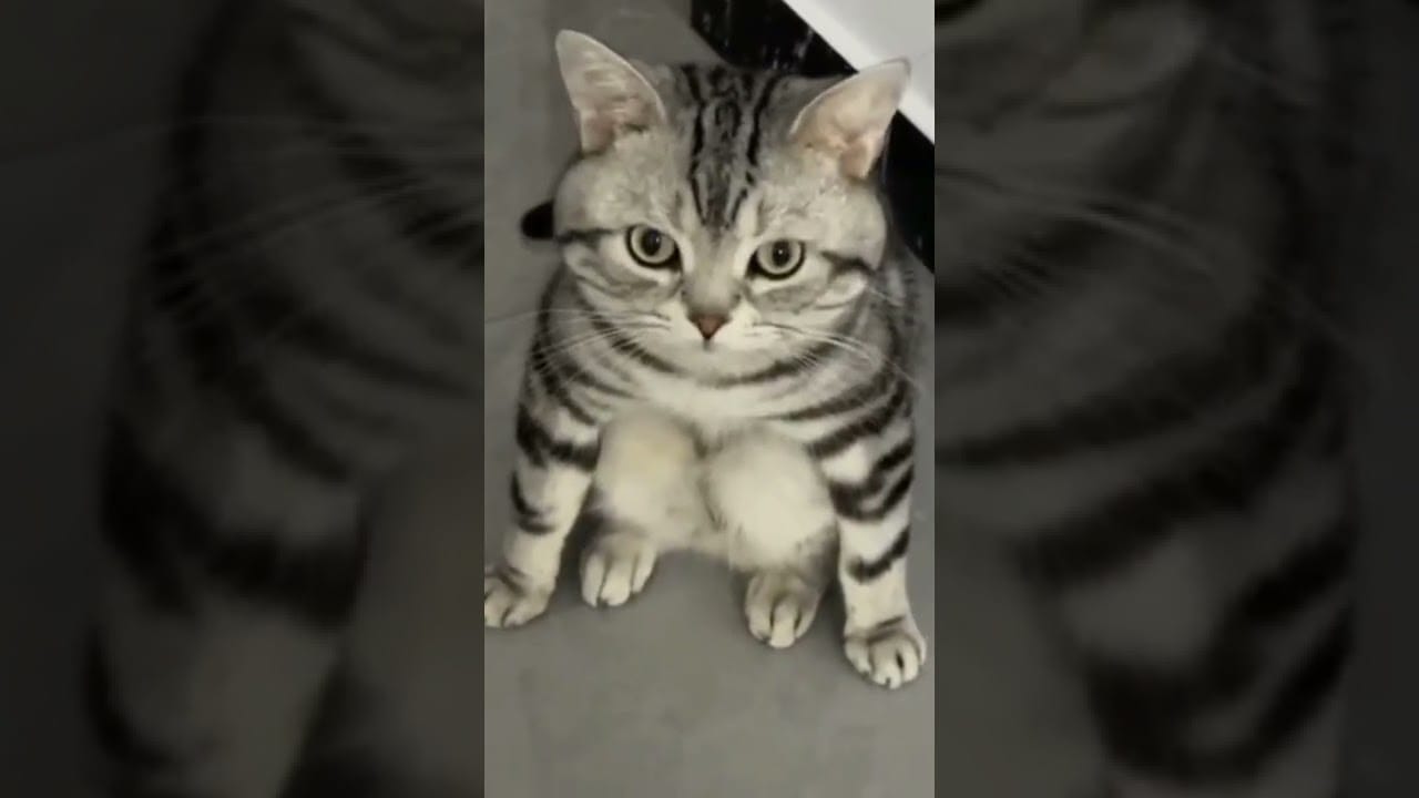 Cute and Funny Cats Videos Compilation 2022_|256|_#Shorts