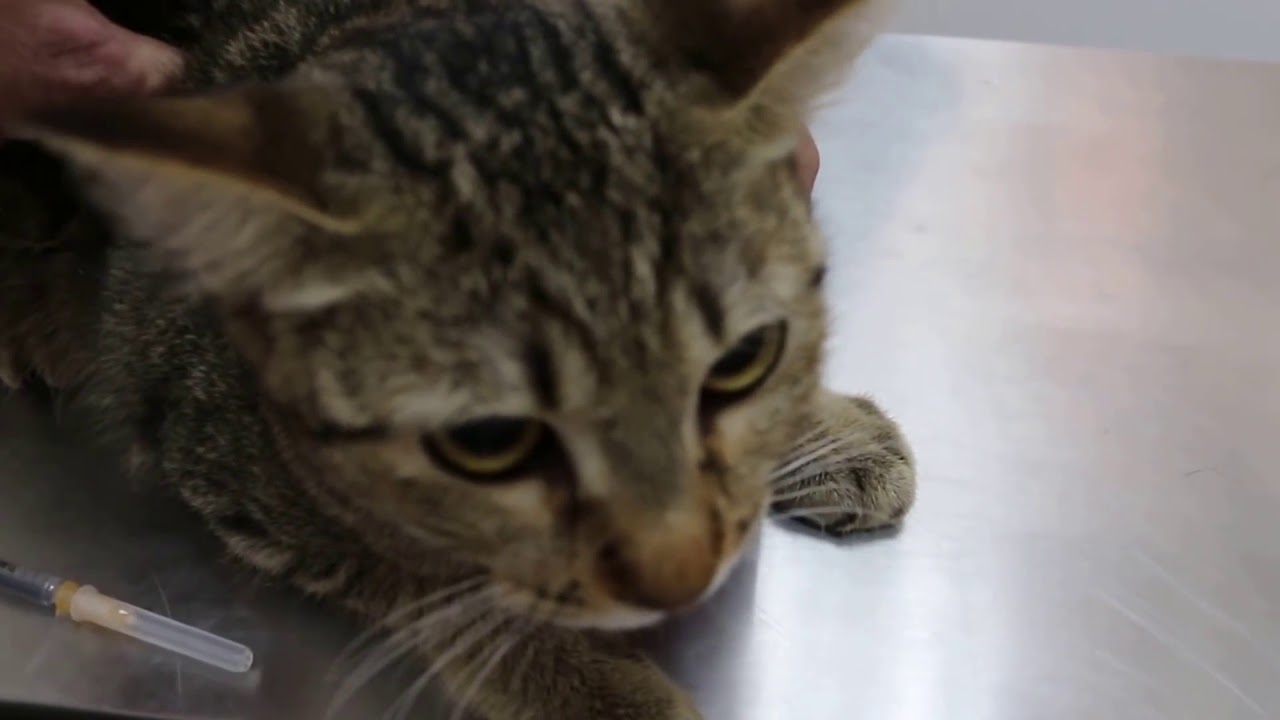 FANNY CATS VIDEO – FANNY CATS COMPILATIONS – FANNY VIDEO – Funny Animals Funny Pranks Funny Fails