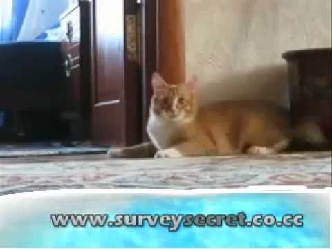 FUNNY CATS 2 – i’m scared!!!