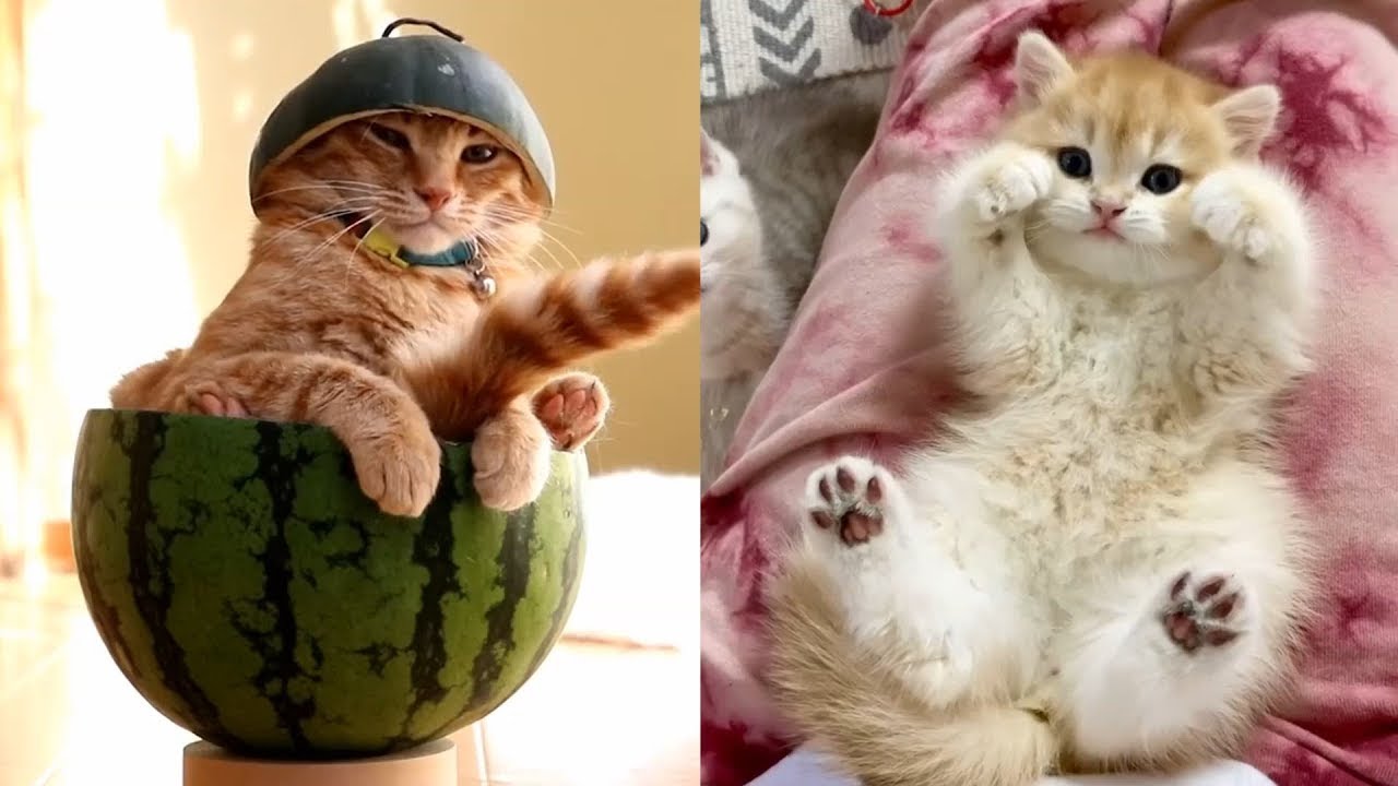 Funny Animal Fails 2021 | Funny Cat Videos Compilation | CutePetsGarden #15
