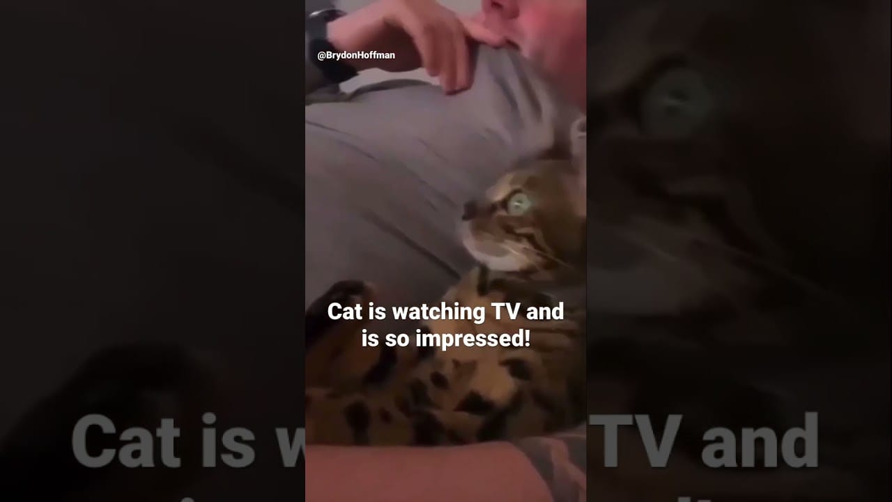 Funny Cat Meme