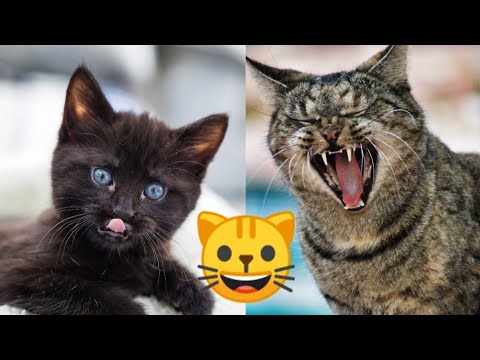 Funny Cat Reactions | Cat Reactions Compilation | Part-2