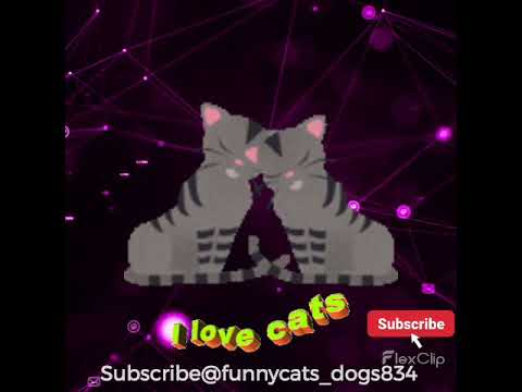 Funny Cute Cats Rule I Love Cats #shorts #cat #catsrule #ilovecats