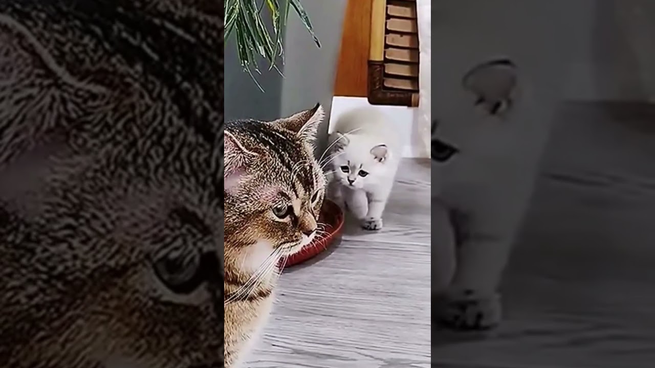 Funny Cute Cats Short Video | #youtubeshorts