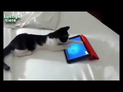 Funny cats - bloopers gatos divertidos