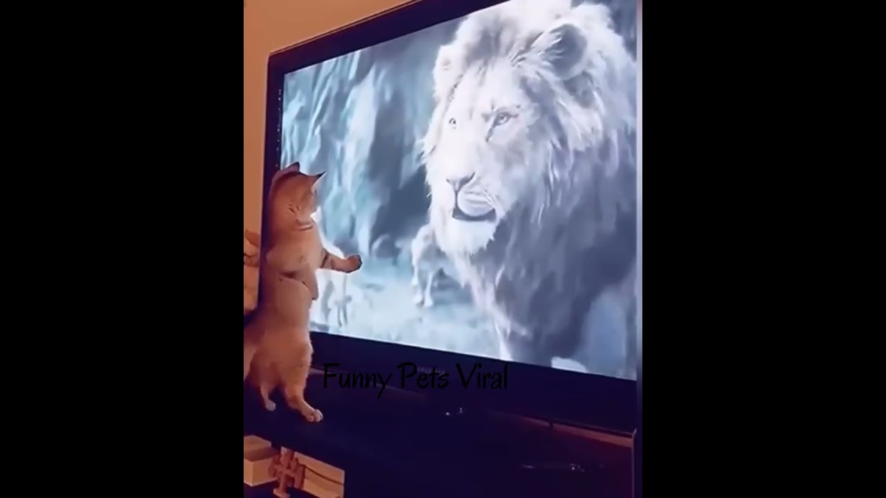 Funny cute cats – the funniest viral videos of all time #short #shorts #cat #compilation #viral