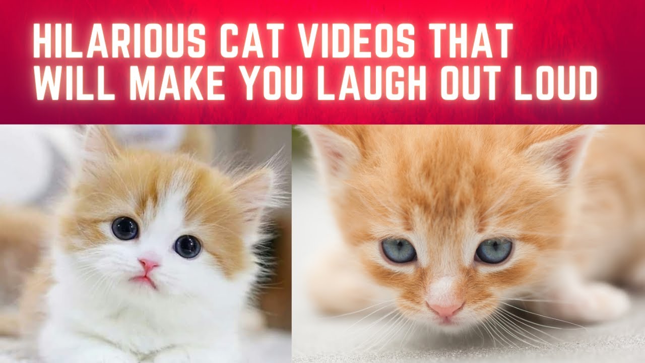Hilarious Cat Videos That Will Make You Laugh Out Loud