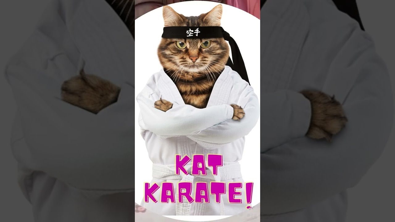 KungFu Cats – Two Feline Karate Masters #shorts