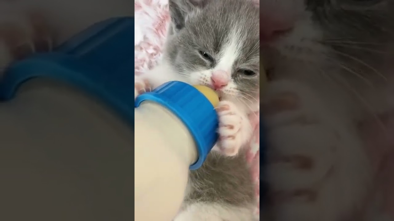 My Cute Baby Kitten Cat is Feeding The Milk | Baby Cute Cats Videos