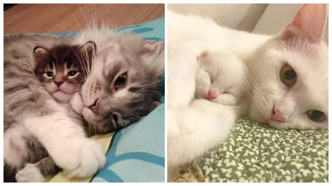 OMG Cute Cat Videos - Funny Cats Compilation #53