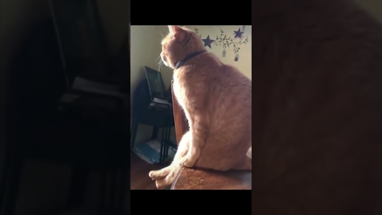 Relaxing Little Cute Cats | Funny TikTok Collection | Beautiful Kitty Action #shorts #cute #baby