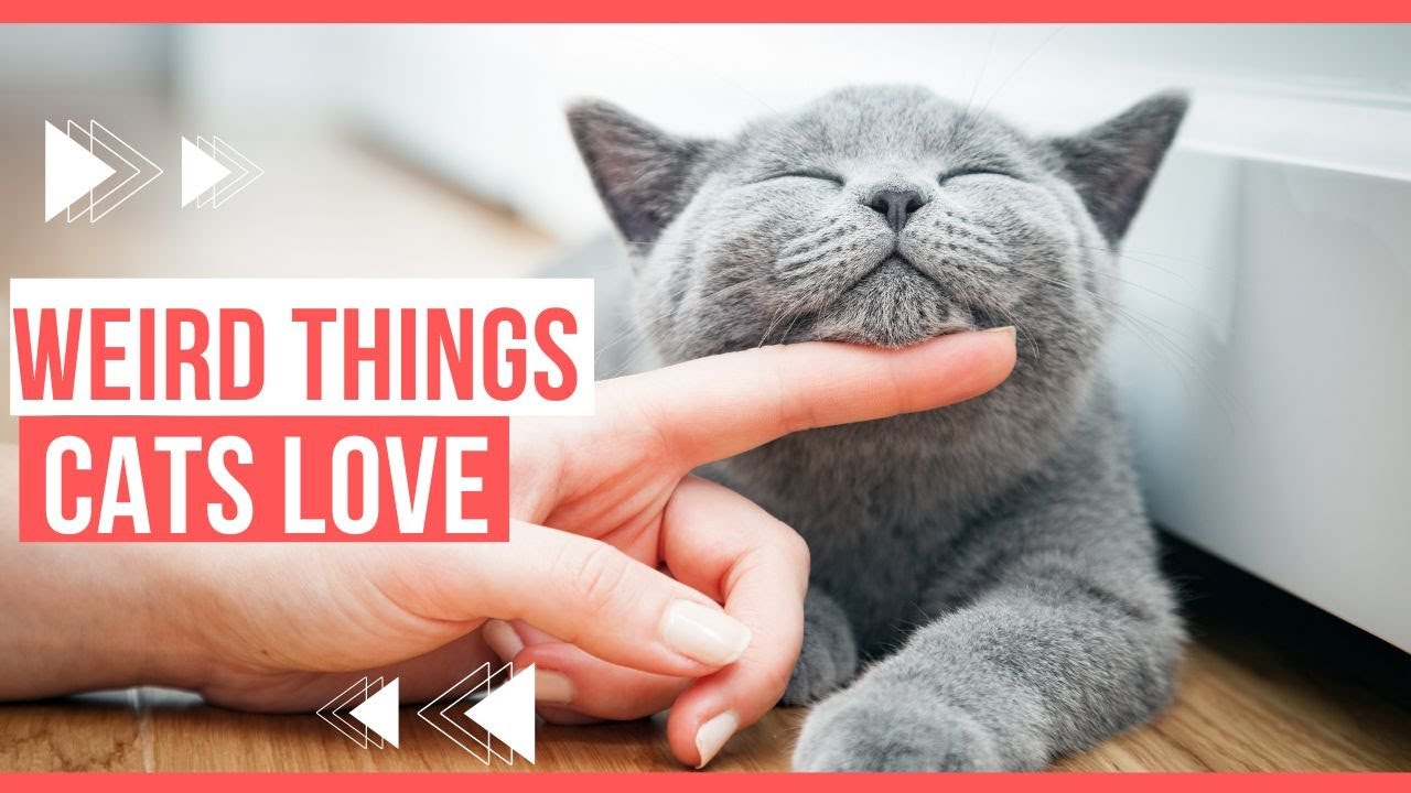 TOP 5 Weird Things Your Cat Loves – (#3 is funny)