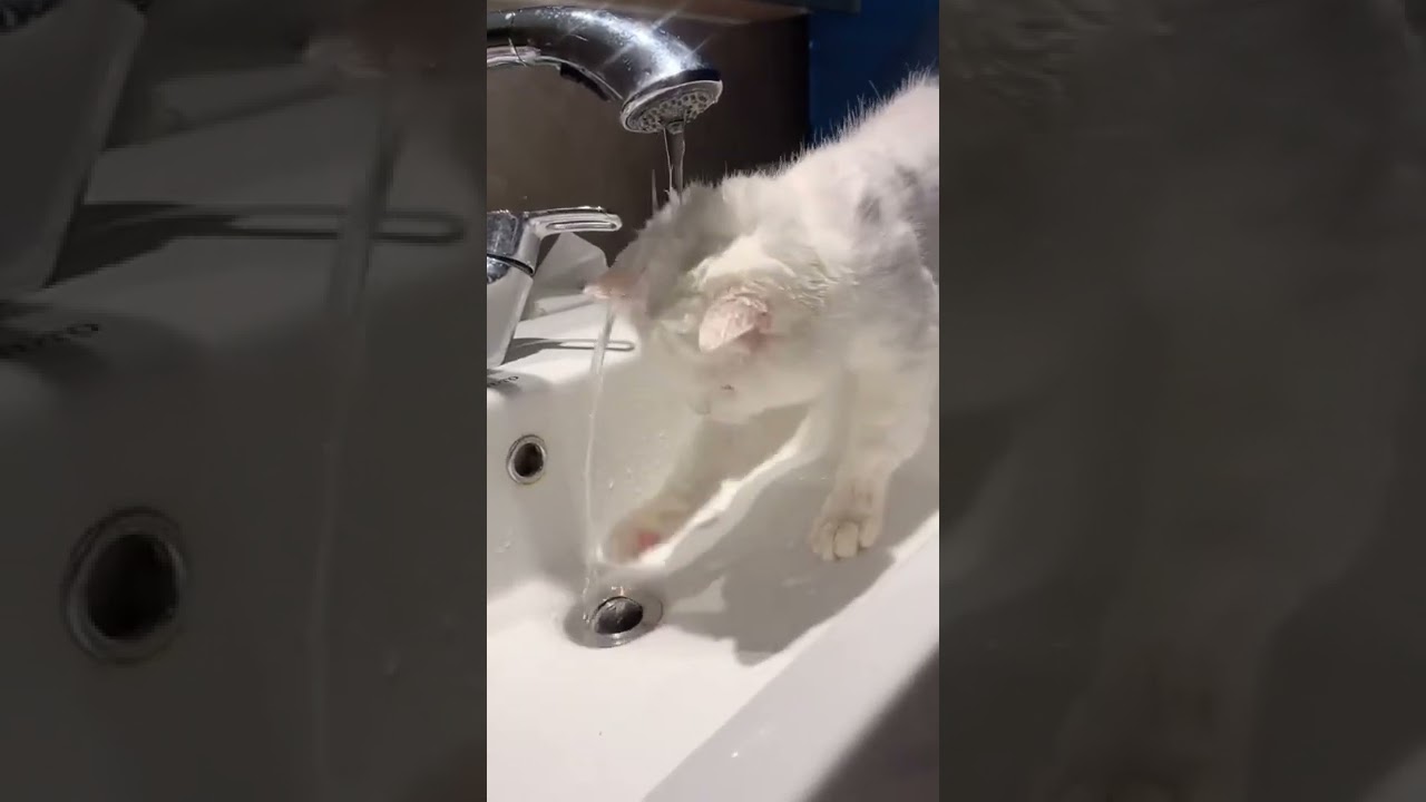 This Super Cute Cat Drinking Water From Water Tab | Funny Cats Shorts