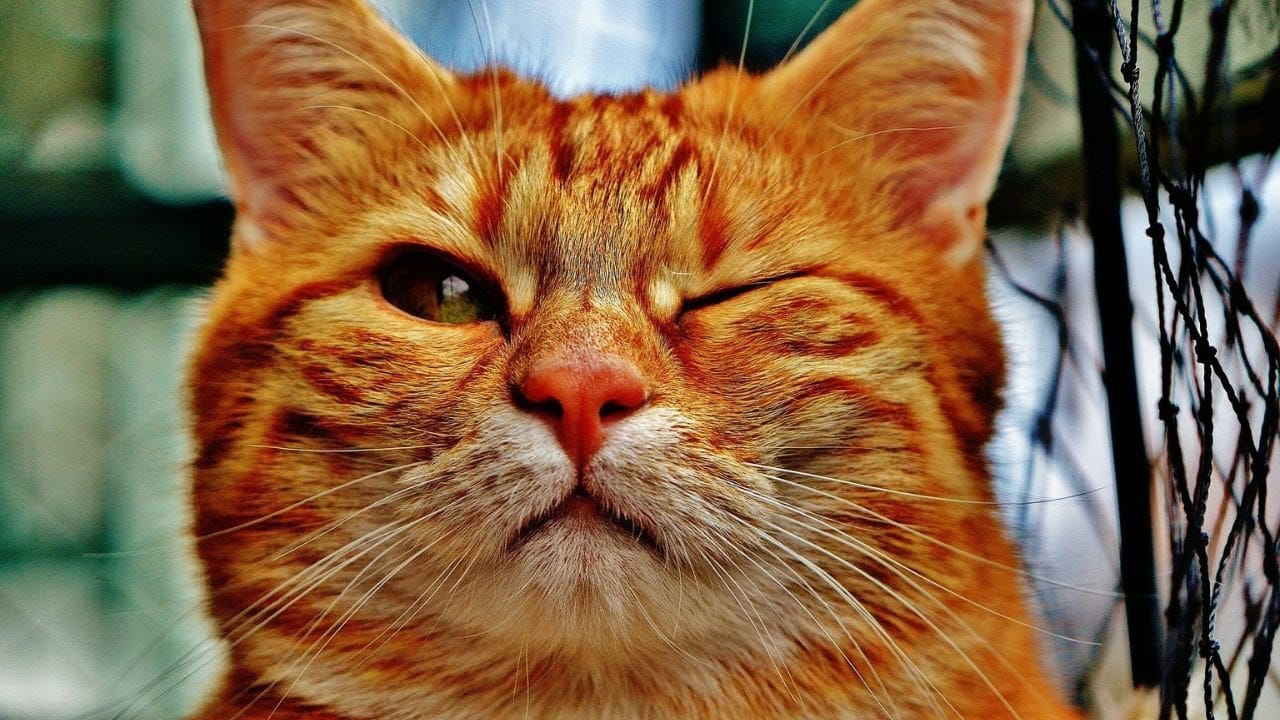 cat videos – Funniest cats